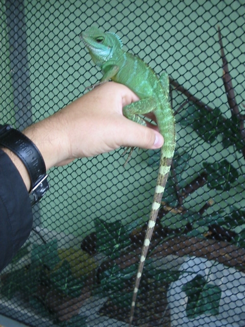 Asia Water Dragon