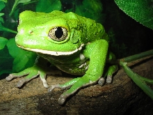 Philomedusa