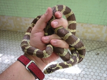 Toddy King snake