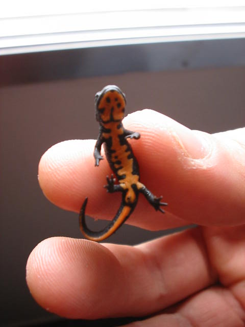Cynops