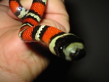 Guatemalan