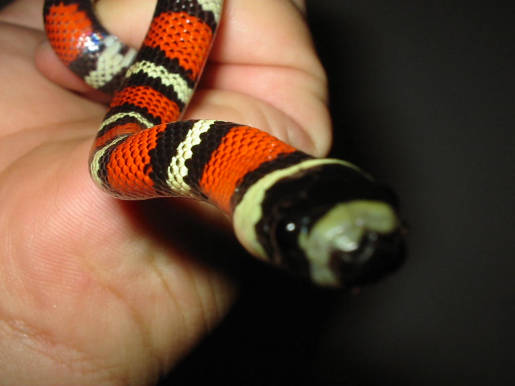 Guatemalan