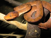 beautiful snake