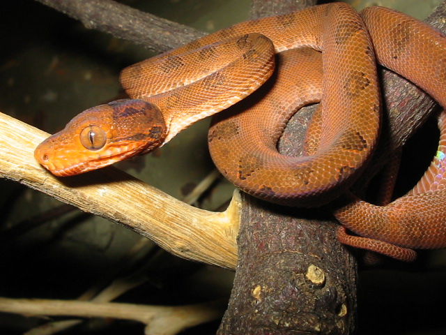 beautiful snake