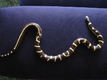Aberrant King snake