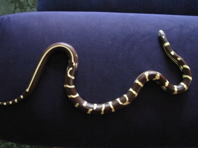 Aberrant King snake