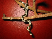 Tripolla