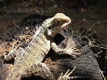 Australian Water Dragon