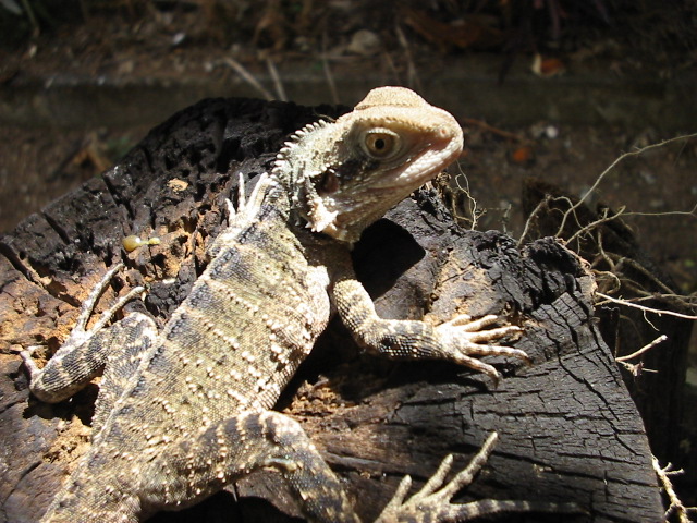 Australian Water Dragon