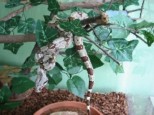 Boa