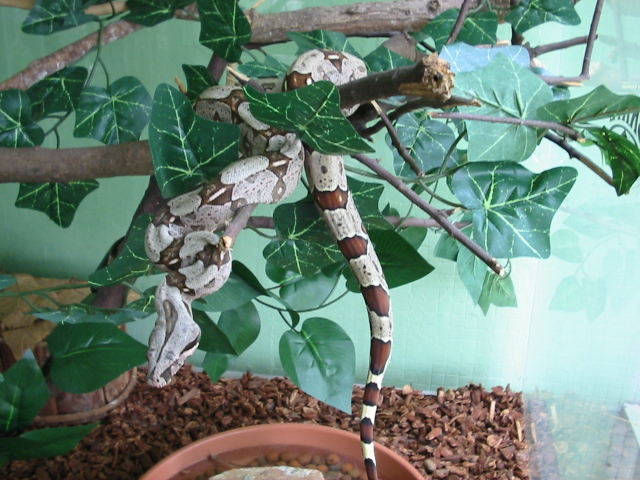 Boa