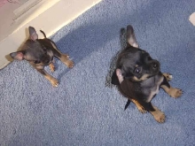 chihuahua babies
