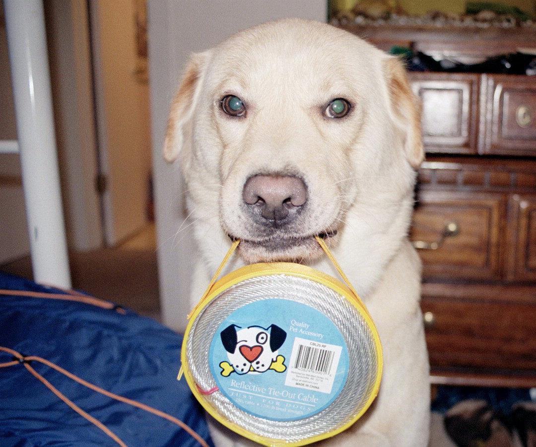 Opus with rope.
