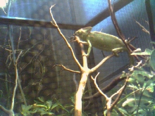 veild chameleon