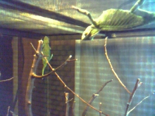 veild chameleon 2