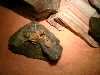 My baby Collards basking