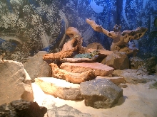 C. Collaris