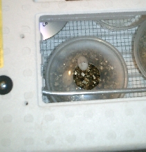 C. Collaris Egg dent
