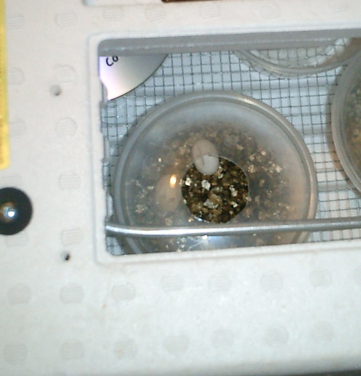 C. Collaris Egg dent