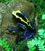 tinctorius