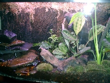 Frogs1