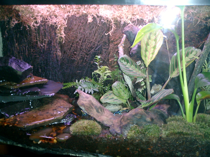 Frogs1
