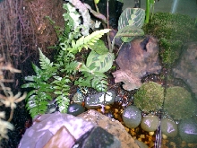frogs2