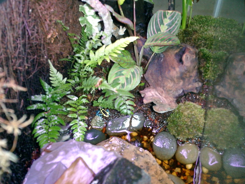 frogs2