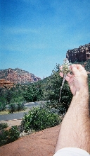 Sedona Collard