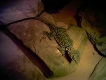 Right after egg laying