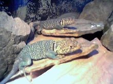 Cute couple