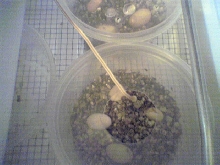 Collaris eggs