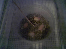 Eggs1