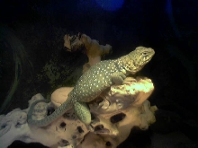 Fat Sedona ready to lay some eggs