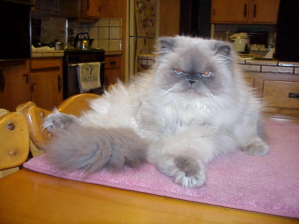 Noodle waiting to be groom