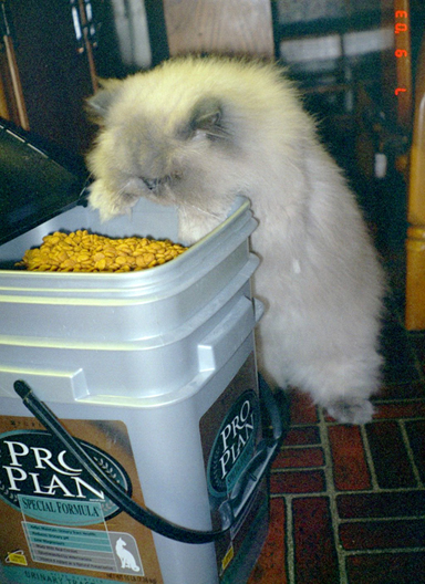 Noodle feeding time