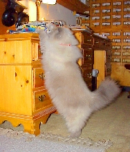Noodle getting his mail