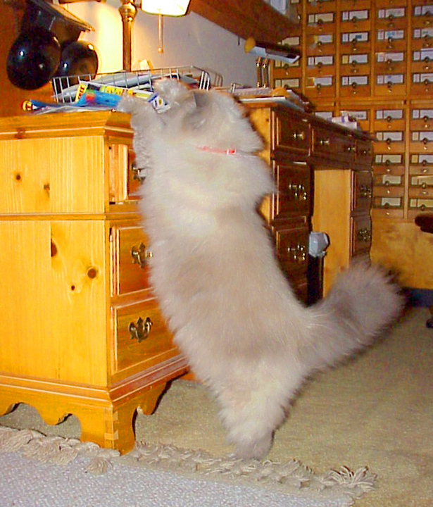 Noodle getting his mail