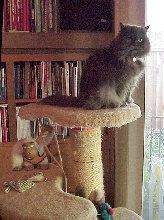 Truffle on tree