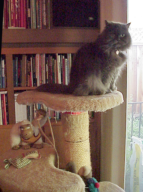 Truffle on tree