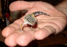This is my new pet GEORGE