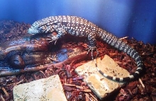 achilles basking