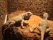 hasel and gretta