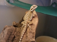gizmo growing