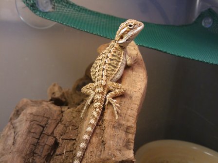 gizmo growing