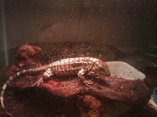 pyro basking