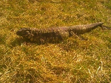 nero outside