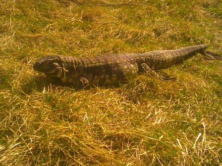 nero outside