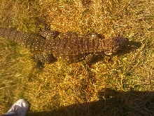 nero outside