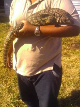 holding tegu